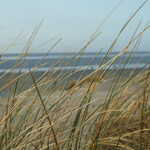 Beach view through dune grass near many homes for sale in Monmouth County NJ